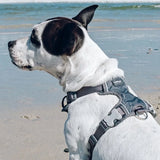 Red Dingo Padded Harness Cool Grey
