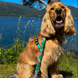 Max & Molly Leash Tropical