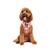 Big & Little Dogs Harness Adjustable Sucker For Love