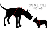Big & Little Dog Measuring Guide