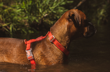 Zee.Dog NeoPro Harness Coral