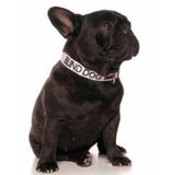 Dog Collar Friendly Dog Collars Blind Dog Clip