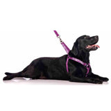 Friendly Dog Collars Do Not Feed Strap Harness