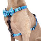 Big & Little Dogs Harness Strap Rawr