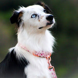 Pawfect Pals PU Leather Collar You Give Me Btterflies