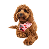 Big & Little Dogs Harness Adjustable Sucker For Love
