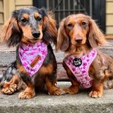 Pawfect Pals Reversible Harness You Give Me Butterflies