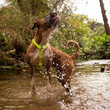 Zee.Dog NeoPro Harness Lime