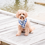 Big & Little Dogs Harness Adjustable Shark Attack