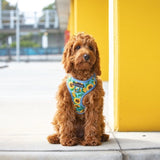 Big & Little Dogs Harness Adjustable Hello Sunshine