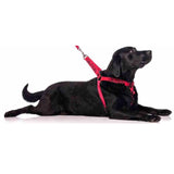 Friendly Dog Collars Caution Strap Harness