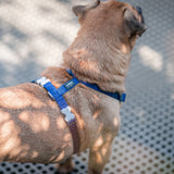 Red Dingo Classic Adjustable Harness Dark Blue