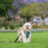 Pawfect Pals Reversible Harness I Love You Beary Much