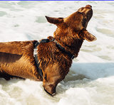 Zee.Dog NeoPro Harness Black