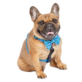 Big & Little Dogs Harness Strap Rawr