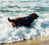 Zee.Dog NeoPro Harness Blue