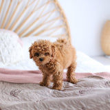 Conni Critters Pet Pad