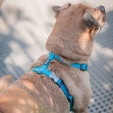 Red Dingo Classic Adjustable Harness