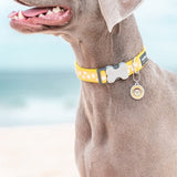 Red Dingo Collar