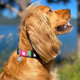 Max & Molly Collar Gotcha Smart ID Tropical