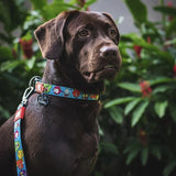 Max & Molly Collar Gotcha Smart ID Little Monsters