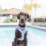 Big & Little Dogs Harness Adjustable Shark Attack