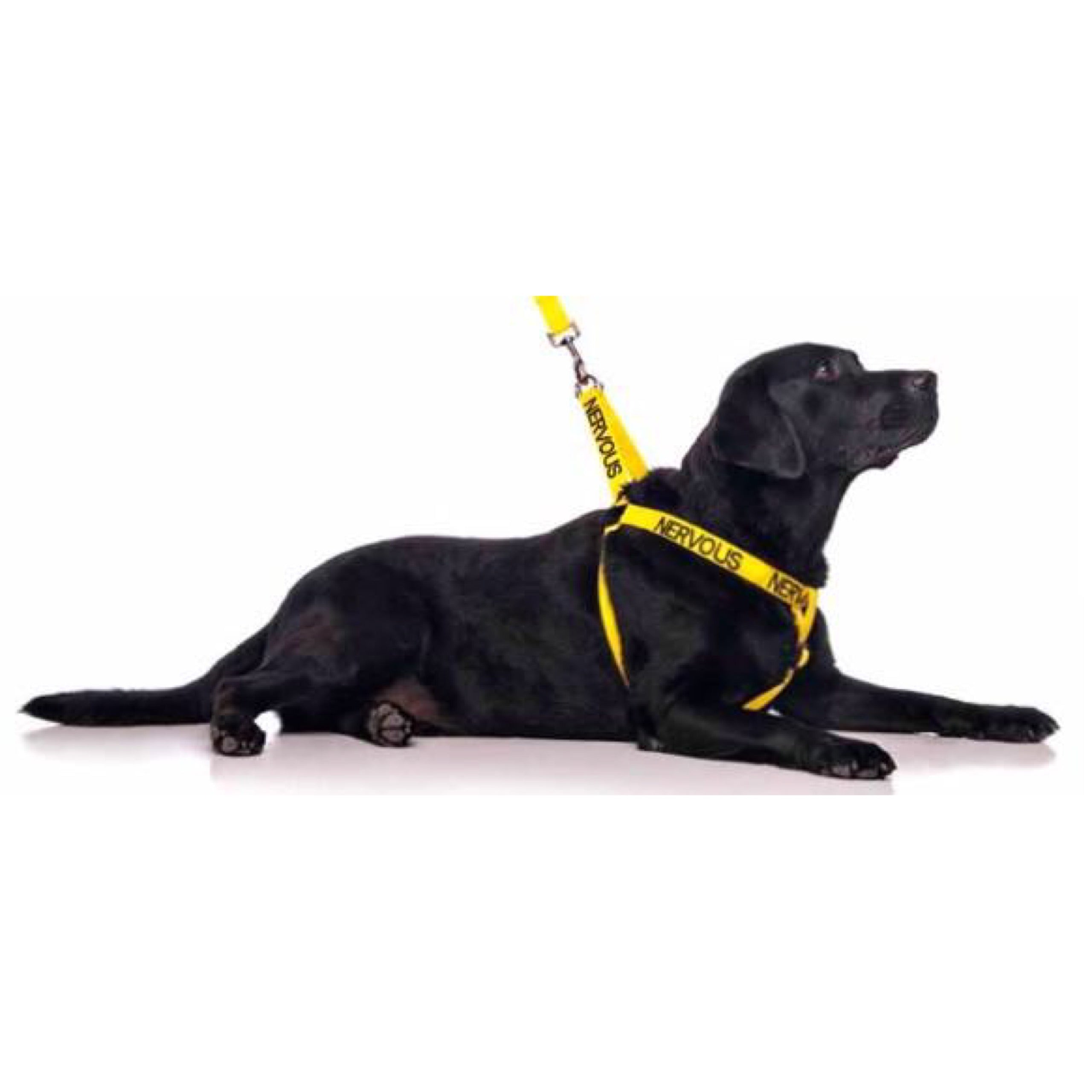 Friendly Dog Collars Nervous Harness All Things Canine