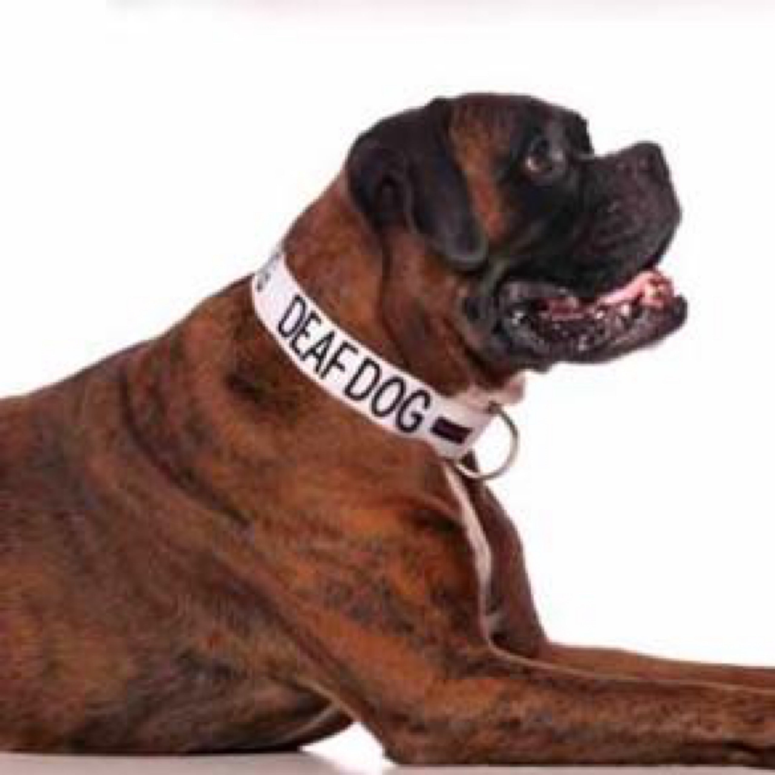 Collar for hot sale deaf dogs
