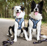 Pawfect Pals Reversible Harness I Love You Beary Much