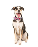 Big & Little Dogs Collar & Bow Tie Princess-asaurus