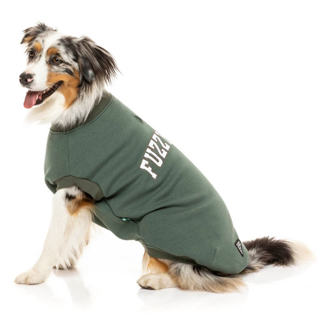 College 2025 dog sweaters