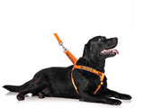 Friendly Dog Collars Strap Harness No Dogs