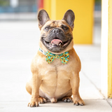 Big & Little Dogs Collar & Bow Tie Hello Sunshine