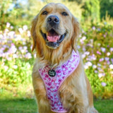 Pawfect Pals Reversible Harness You Give Me Butterflies