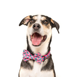 Big & Little Dogs Collar & Bow Tie Princess-asaurus