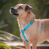 Red Dingo Classic Adjustable Harness