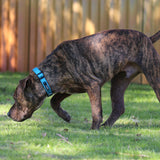 Huskimo Collar Altitude TrekPro Bells Beach