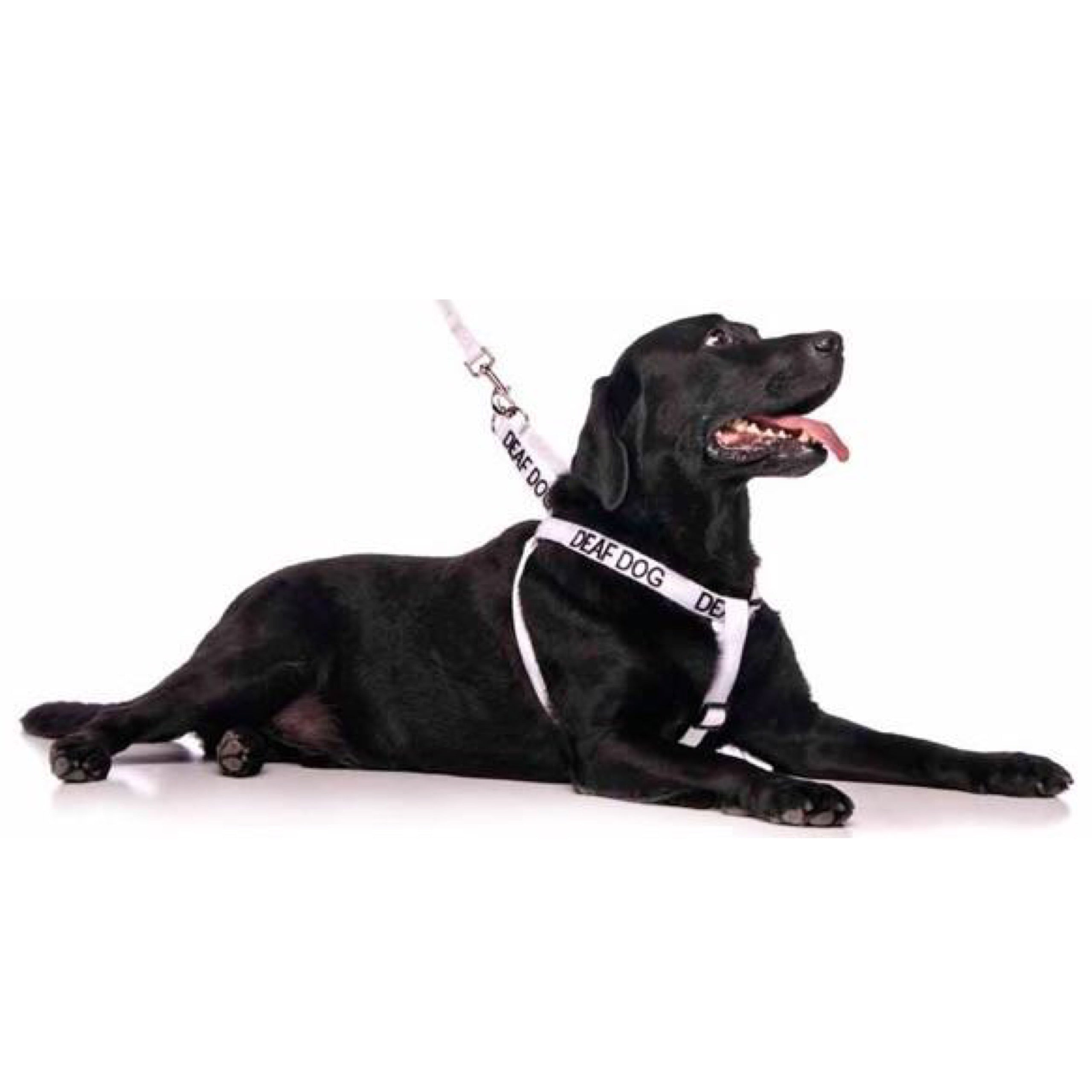 Deaf dog collar deals