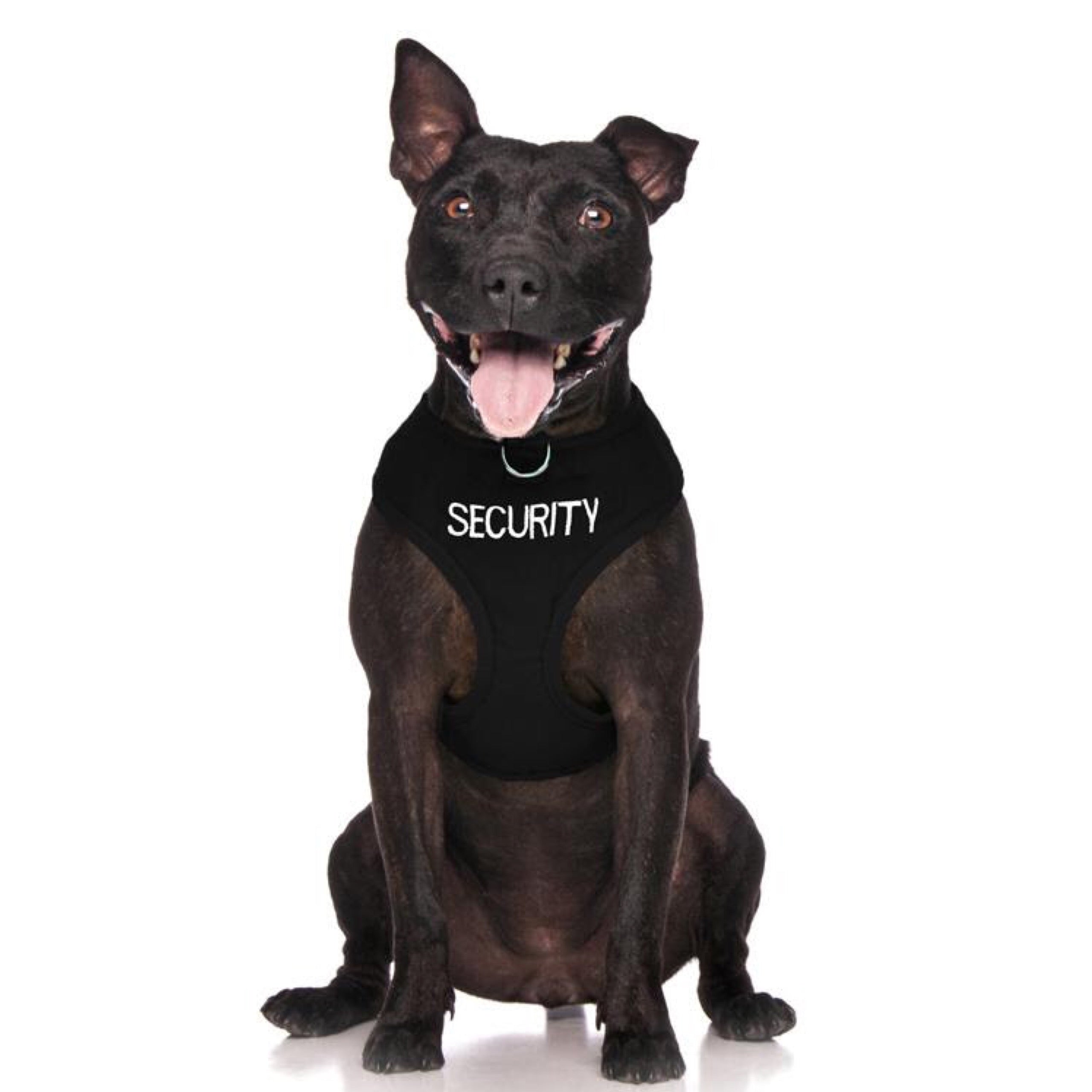 Dog deals security harness