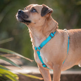 Red Dingo Classic Adjustable Harness