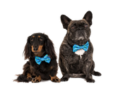 Big & Little Dogs Collar & Bow Tie Rawr