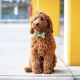 Big & Little Dogs Collar & Bow Tie Hello Sunshine