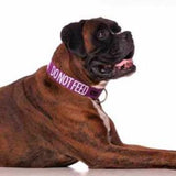 Friendly Dog Collars Do Not Feed Semi Slip L/XXL