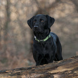 Red Dingo Classic Collar Lime Green