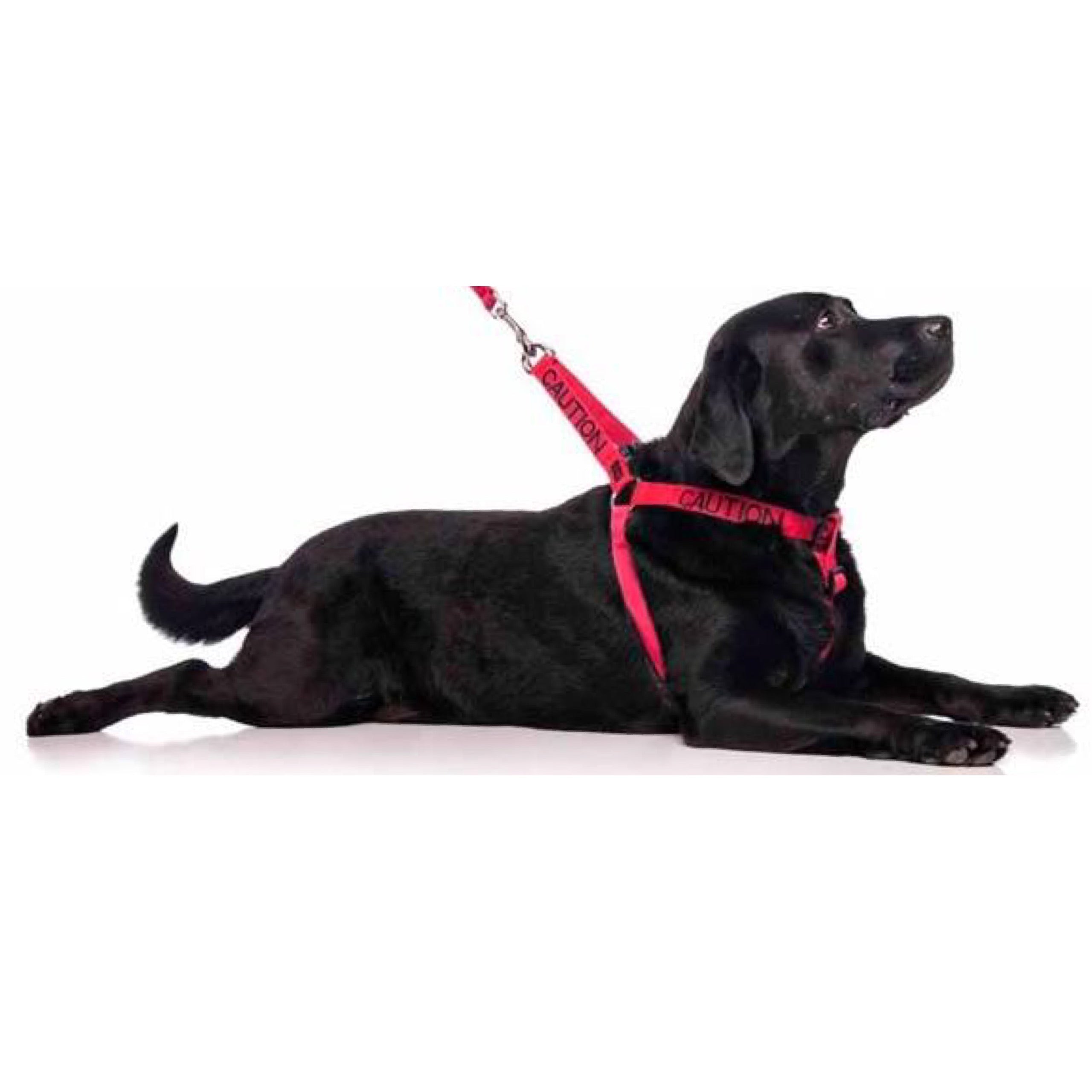 Caution online dog harness