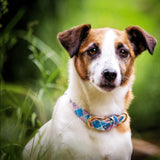 Pawfect Pals Collar Don’t Quit Your Enchanted Daydream