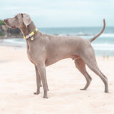 Red Dingo Collars
