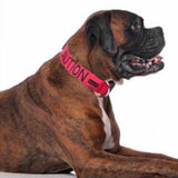 Friendly Dog Collars Caution Semi Slip L/XXL