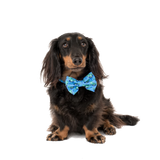 Big & little Dogs collar & Bow Tie Rawr