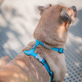 Red Dingo Adjustable Harness